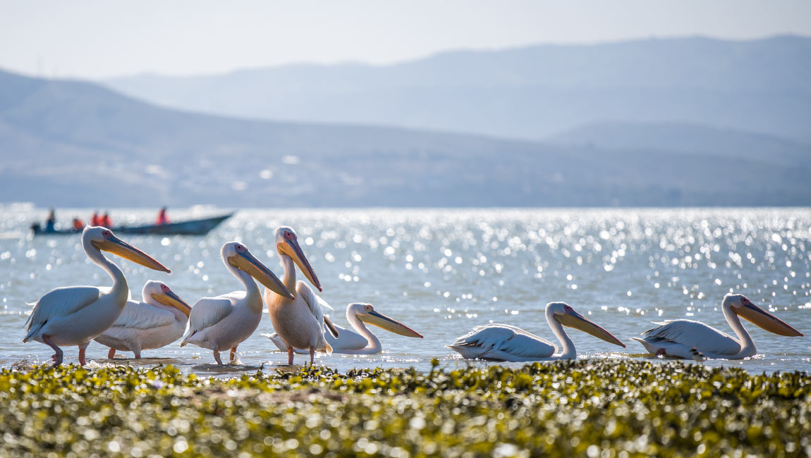 Λίμνη Κερκίνη ιδανική για ημερήσια εκδρομή από Θεσσαλονίκη